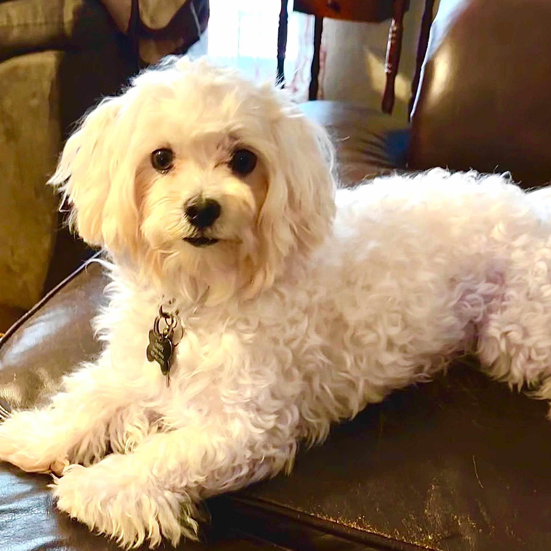 Teddy joined the competition — help win amazing prizes! animal, canine, collar, companion, curly_fur, cute, dog, domestic_animal, eyes, fur, furniture, house, indoor, leather_couch, lying_down, pet, portrait, relaxed, tag, white_dog