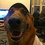 dog, smiling, close_up, indoor, pet, canine, cap, shirt, furniture, computer, screen, chair, wooden_table, cozy, happy, animal, face, brown_fur, teeth, household