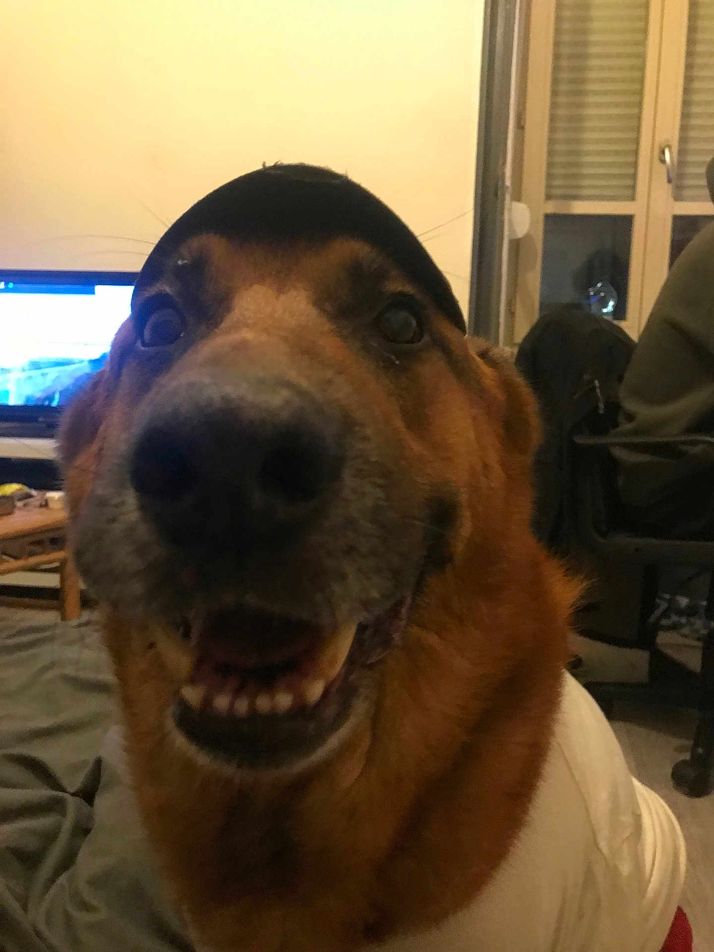 Djack a rejoint le concours — aidez-le/la à gagner de superbes lots ! dog, smiling, close_up, indoor, pet, canine, cap, shirt, furniture, computer, screen, chair, wooden_table, cozy, happy, animal, face, brown_fur, teeth, household