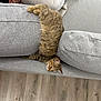 Lola participe au concours pour gagner de l'argent avec cette photo : kitten, cat, tabby, couch, gray_couch, person, pants, black_socks, wooden_floor, indoor, pet, feline, resting, cozy, home, furniture, animal, cute, relaxing, living_room