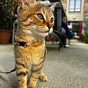 Lola a rejoint le concours — aidez-le/la à gagner de superbes lots ! cat, kitten, tabby, collar, animal, pet, closeup, outdoor, concrete, blurred_background, person, bench, building, window, plant, potted_plant, walking, whiskers, fur, young
