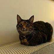 Brune participe au concours pour gagner de l'argent avec cette photo : cat, tabby, pet, indoor, feline, collar, tag, resting, cozy, fur, whiskers, ears, face, animal, domestic, cute, relaxed, texture, beige, soft_light