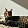 cat, tabby, pet, animal, indoor, carpet, sunlight, relaxed, feline, whiskers, ears, fur, laying_down, closeup, portrait, domestic_cat, striped, shadow, light, cozy