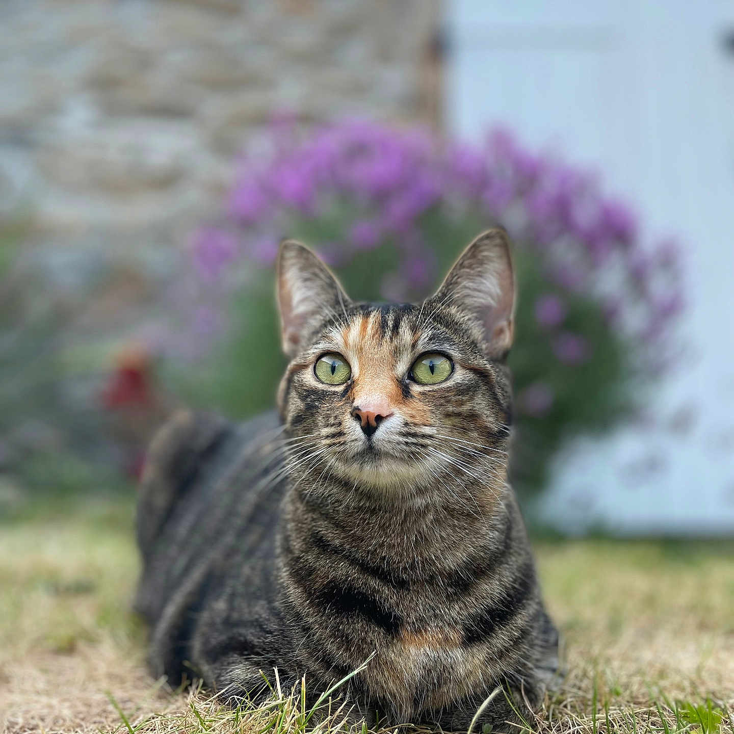 Brune participe au concours pour gagner de l'argent avec cette photo : abyssinian, animal, backyard, cat, countryside, egyptiancat, field, flower, grass, grassland, kitten, lawn, manx, meadow, nature, outdoors, pet, plant, rural, yard