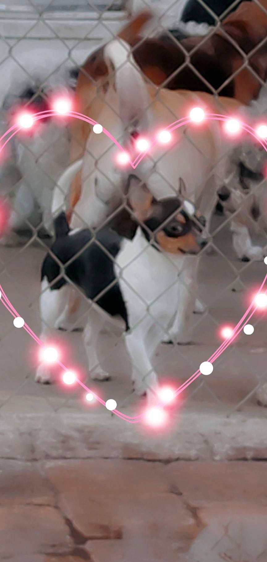 Baeja joined the competition — help win amazing prizes! art, ball, canidae, carnivore, darkness, dog_breed, entertainment, event, felidae, font, fur, light, night, small_to_medium_sized_cats, space, sporting_group, sports_equipment, tail, toy, whiskers