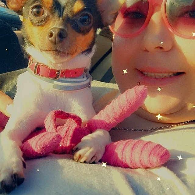 Baeja joined the competition — help win amazing prizes! carmine, carnivore, chihuahua, companion_dog, dog, dog_breed, dog_supply, eyewear, fawn, fun, gesture, happy, pink, smile, snout, sunglasses, toy_dog, vision_care, whiskers, working_animal
