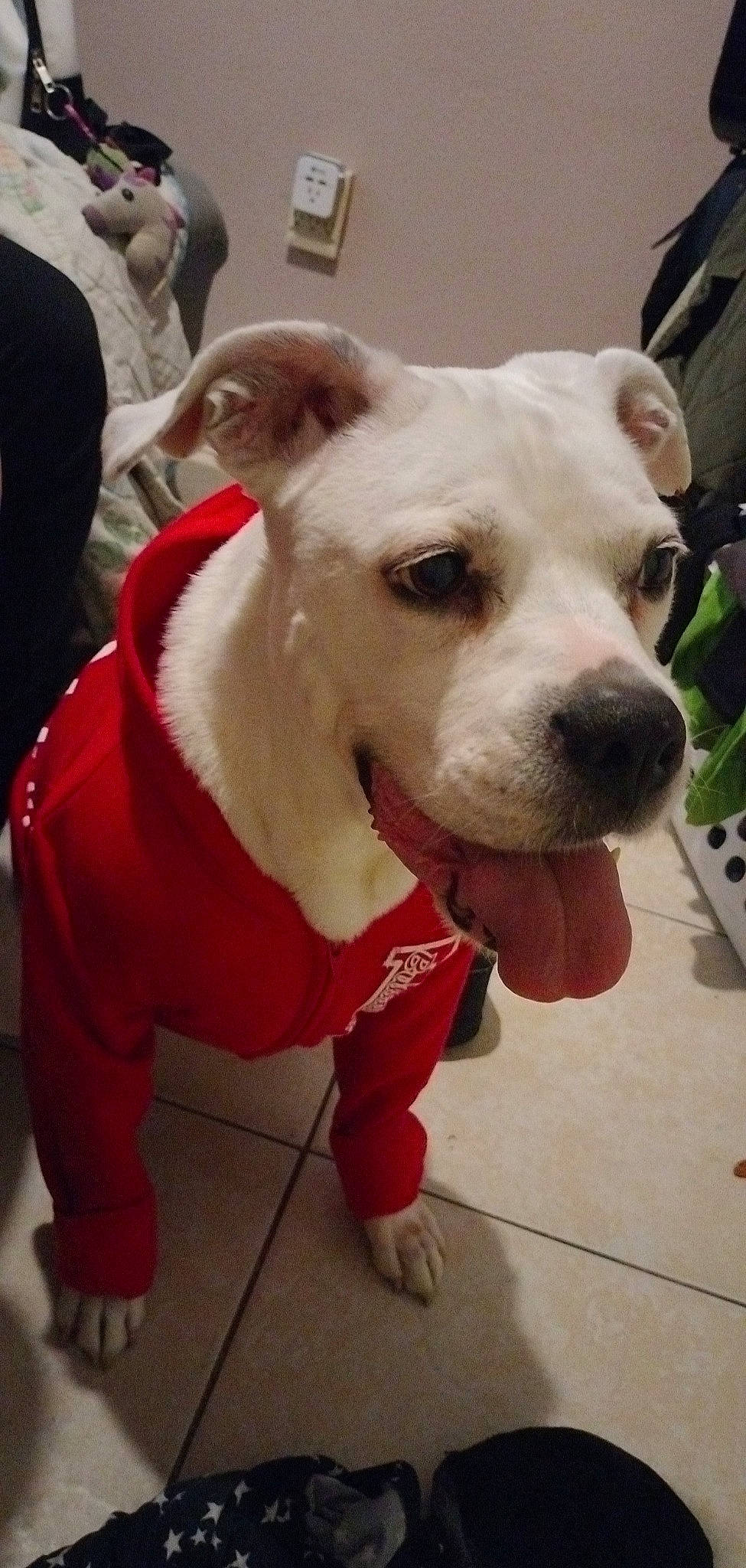 Emma joined the competition — help win amazing prizes! canidae, carnivore, collar, companion_dog, dog, dog_breed, dog_clothes, dog_collar, dog_supply, event, fashion_accessory, fawn, fur, leash, pet_supply, remote_control, snout, sporting_group, whiskers, working_animal