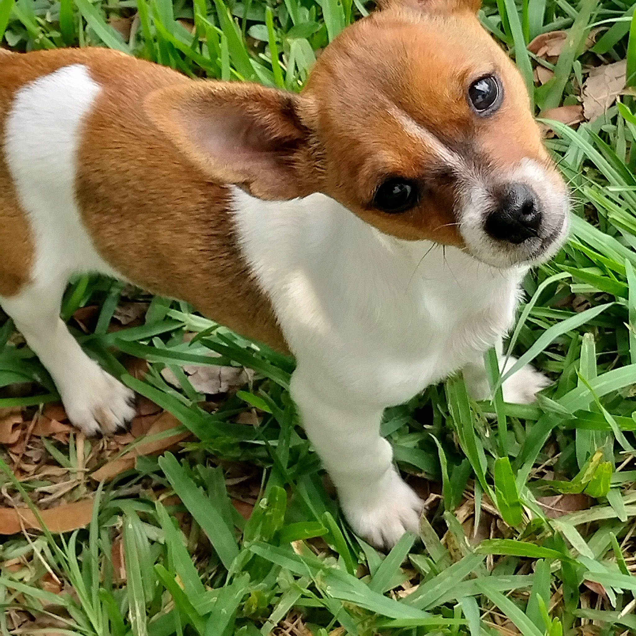 Ezra joined the competition — help win amazing prizes! ancient_dog_breeds, carnivore, companion_dog, dog, dog_breed, fawn, fur, grass, green, groundcover, irishjacks, liver, plant, snout, terrestrial_animal, toy_dog, whiskers, working_animal