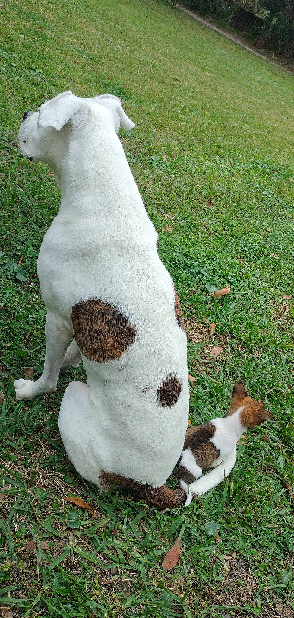 Ezra is registered to the contest to win money with this photo: canidae, carnivore, collar, companion_dog, dog, dog_breed, fawn, fur, grass, livestock, non_sporting_group, pasture, plant, snout, sporting_group, tail, terrestrial_animal, whiskers, working_animal