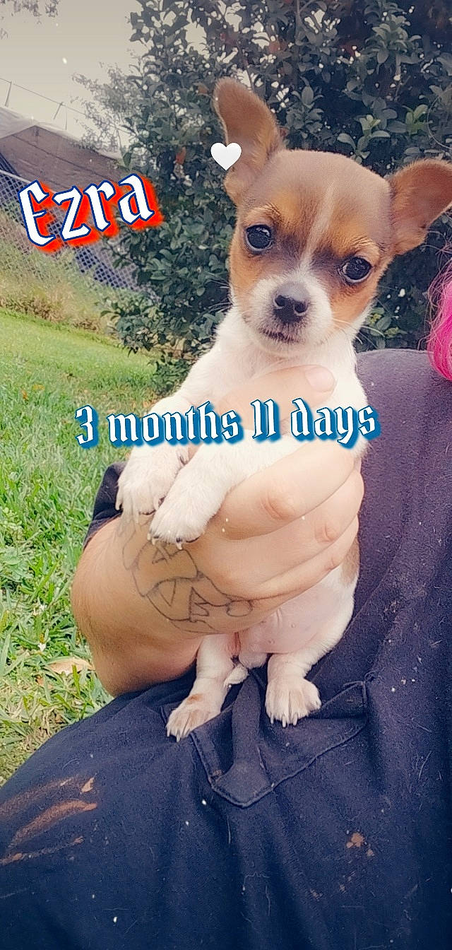 Ezra joined the competition — help win amazing prizes! canidae, carnivore, chihuahua, collar, companion_dog, dog, dog_breed, dog_supply, ear, fawn, grass, happy, paw, plant, russkiy_toy, snout, sporting_group, toy_dog, whiskers, working_animal