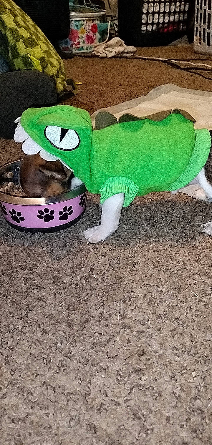 Ezra joined the competition — help win amazing prizes! baseball_cap, cap, eyewear, fashion_accessory, fawn, fedora, fur, grass, hat, headgear, lawn_ornament, mammal, plush, stuffed_toy, sun_hat, tail, terrestrial_animal, textile, toy, vertebrate