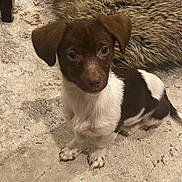 Lady is registered to the contest to win money with this photo: puppy, dog, brown, white, carpet, rug, indoor, pet, cute, small_dog, fur, animal, looking_up, floor, domestic, young_dog, ears, eyes, sitting, canine