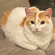 Prissy is registered to the contest to win money with this photo: cat, feline, pet, animal, white, orange, fur, sitting, couch, indoor, closeup, cute, domestic, whiskers, ears, eyes, relaxed, fur_pattern, resting, cozy