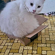 Snowball is registered to the contest to win money with this photo: animal, box, cardboard_box, cat, cute, door, feline, floor, fluffy, home, indoor, patterned_floor, pet, pink_nose, pointed_ears, portrait, sitting, whiskers, white_cat, white_fur