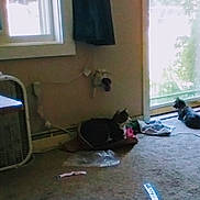 Patches joined the competition — help win amazing prizes! cat, cats, pet, indoor, room, carpet, window, door, sunlight, pet_bed, toy, pink_toy, fan, water_bottle, table, home, lounge, sitting, black_cat, gray_cat