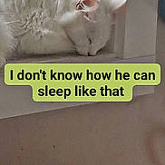 Snowbell joined the competition — help win amazing prizes! cat, white_cat, fluffy, sleeping, sleepy, window, windowsill, indoor, home, pet, animal, fur, closed_eyes, relaxed, funny, caption, text_overlay, pet_carrier, daylight, portrait
