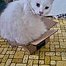 Snowbell joined the competition — help win amazing prizes! cat, white_cat, fluffy, feline, pet, animal, sitting, cardboard_box, box, indoors, floor, patterned_floor, door, doorway, white_fur, pink_nose, green_eyes, whiskers, portrait, cute