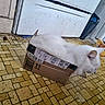 Snowbell is registered to the contest to win money with this photo: cat, white_cat, fluffy, feline, animal, pet, cardboard_box, shipping_label, barcode, indoors, kitchen, floor, patterned_floor, appliance, refrigerator, snack_packaging, resting, hiding, funny, household