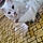 Snowbell