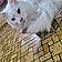 Snowbell