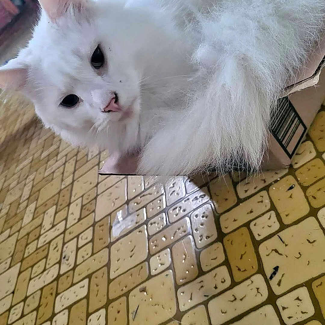 Snowbell