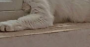 Snowbell is registered to the contest to win money with this photo: cat, white_cat, pet, animal, feline, fluffy, fur, sleepy, lounging, sitting, windowsill, window, indoor, home, sunlight, relaxed, paws, whiskers, portrait, cute