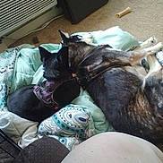 Lily joined the competition — help win amazing prizes! animal, black_dog, blanket, bone_toy, carpet, companion, cozy, dog, dog_harness, domestic, furniture, indoor, large_dog, pet, relaxation, resting, sleeping, small_dog, snuggling, two_dogs