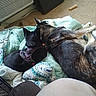 animal, black_dog, blanket, bone_toy, carpet, companion, cozy, dog, dog_harness, domestic, furniture, indoor, large_dog, pet, relaxation, resting, sleeping, small_dog, snuggling, two_dogs