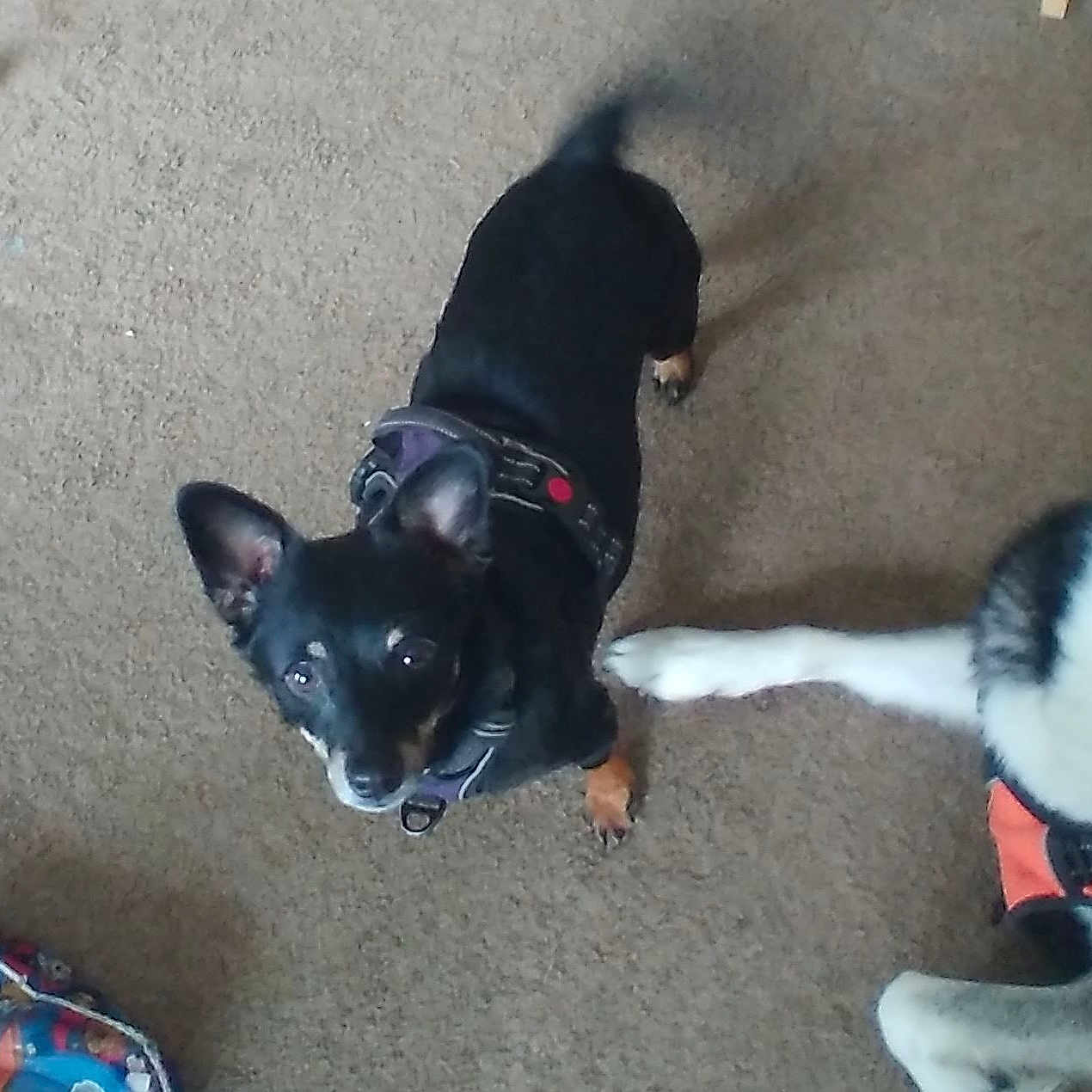 Lily joined the competition — help win amazing prizes! animal, black_dog, blue_eyes, brown_carpet, carpet, companion, curious, cute, dog, domestic_animal, floor, husky, indoor, looking_up, orange_harness, pet, playing, small_dog, toy, two_dogs