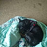 Lily joined the competition — help win amazing prizes! animal, bedding, black_dog, blanket, carpet, collar, comfort, cozy, cute, dog, domestic, fur, indoor, nap, patterned_blanket, pet, quiet, relaxing, resting, sleeping