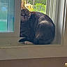 animal, cat, cozy, curious, cute, daylight, domestic_cat, feline, funny_face, greenery_outside, house, indoor, pet, relaxed, resting, screen_window, tabby, tongue_out, window, windowsill