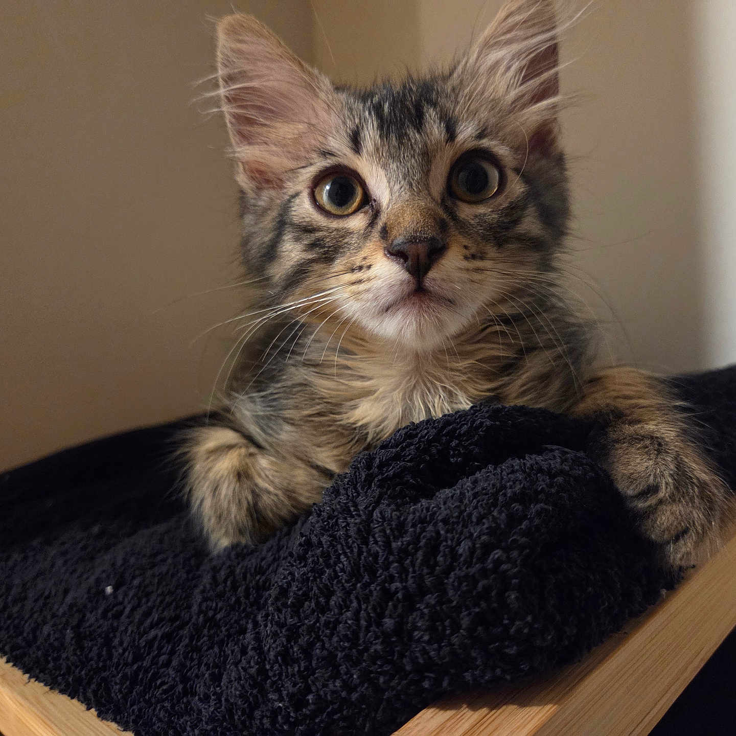 Arès participe au concours pour gagner de l'argent avec cette photo : animal, black_towel, cat, closeup, curious, cute, ears, eyes, feline, fur, indoor, kitten, pet, portrait, resting, tabby, towel, whiskers, wooden_surface, young