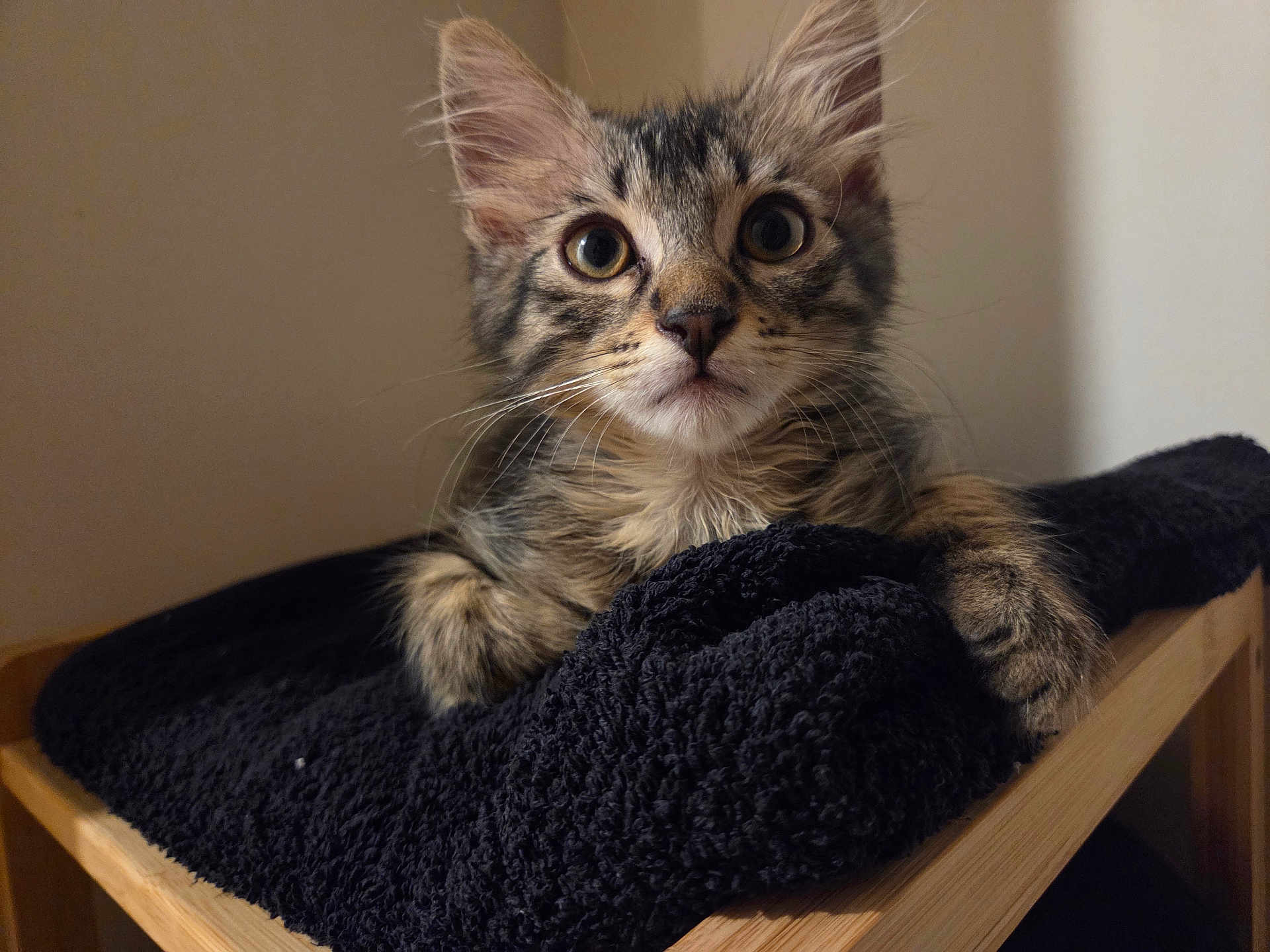 Arès participe au concours pour gagner de l'argent avec cette photo : kitten, cat, tabby, fur, whiskers, ears, eyes, towel, black_towel, wooden_surface, indoor, pet, animal, closeup, portrait, curious, resting, feline, young, cute
