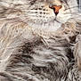 cat, close_up, fluffy, gray_tabby, yellow_eyes, whiskers, fur, pet, animal, portrait, feline, domestic_cat, cute, indoor, face, nose, ears, soft_texture, relaxed, looking_away
