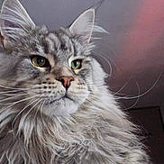 V'Ragnar a rejoint le concours — aidez-le/la à gagner de superbes lots ! animal, calm, cat, closeup, curious, domestic_animal, ears, eyes, face, feline, fluffy, fur, gray, indoor, long_hair, majestic, nose, pet, portrait, whiskers