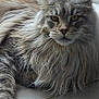 V'Ragnar participe au concours pour gagner de l'argent avec cette photo : cat, long_hair, pet, animal, indoor, floor, tile, rug, pattern, feline, whiskers, ears, paw, fur, resting, looking, closeup, domestic, house, cute