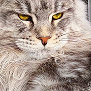 V'Ragnar participe au concours pour gagner de l'argent avec cette photo : cat, close_up, fluffy, gray, yellow_eyes, fur, whiskers, portrait, animal, pet, feline, face, ears, nose, mustache, relaxed, indoor, mammal, cute, soft