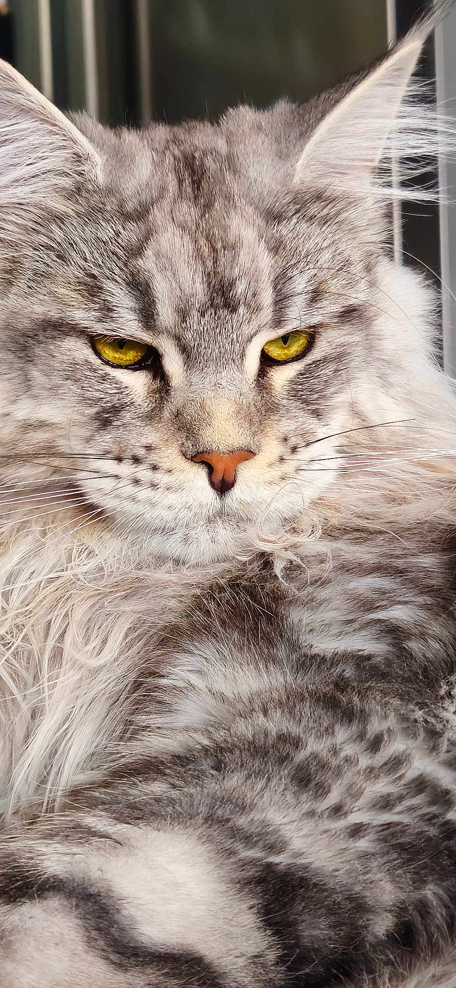 V'Ragnar participe au concours pour gagner de l'argent avec cette photo : cat, close_up, fluffy, gray, yellow_eyes, fur, whiskers, portrait, animal, pet, feline, face, ears, nose, mustache, relaxed, indoor, mammal, cute, soft