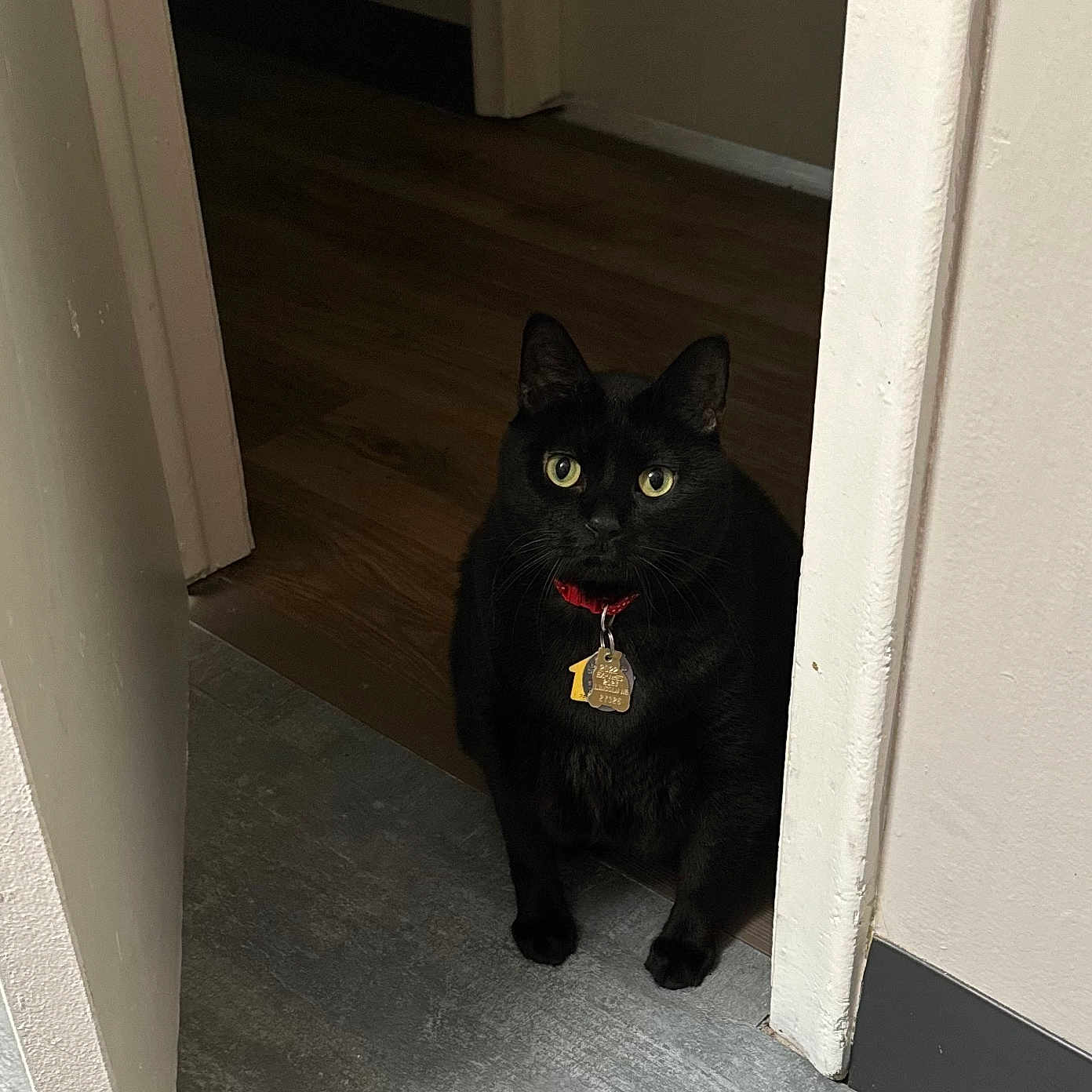Kitta is registered to the contest to win money with this photo: animal, black_cat, cat, collar, curious, domestic_cat, doorway, feline, floor, home, household, indoor, looking, pet, quiet, sitting, still_life, tile_floor, wood_floor, yellow_eyes