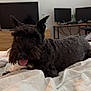 Sandy joined the competition — help win amazing prizes! bed, black_dog, blanket, computer, cozy, cute, dog, ears, fur, furniture, home, indoor, lying_down, monitor, pet, relaxed, table, technology, tongue_out, wooden_drawer