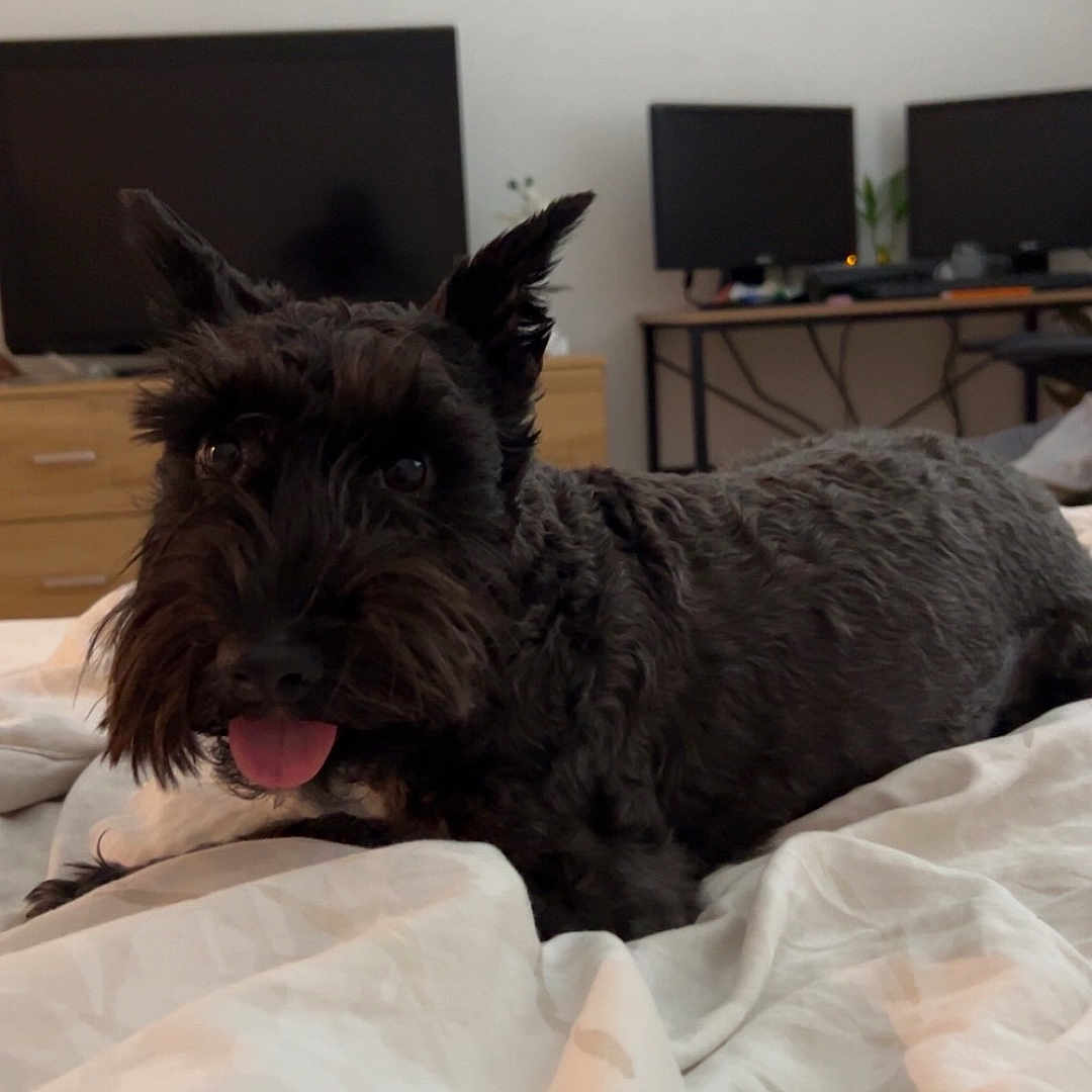 Sandy joined the competition — help win amazing prizes! bed, black_dog, blanket, computer, cozy, cute, dog, ears, fur, furniture, home, indoor, lying_down, monitor, pet, relaxed, table, technology, tongue_out, wooden_drawer