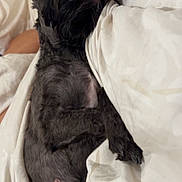 Sandy joined the competition — help win amazing prizes! animal, bed, black_dog, blanket, canine, comfort, cozy, cute, dog, domestic_animal, fur, indoor, lying_down, paws, peaceful, pet, relaxing, resting, sleeping, snuggled