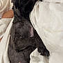 animal, bed, black_dog, blanket, canine, comfort, cozy, cute, dog, domestic_animal, fur, indoor, lying_down, paws, peaceful, pet, relaxing, resting, sleeping, snuggled