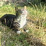 Milo is registered to the contest to win money with this photo: cat, grass, outdoor, sunlight, fence, blur, nature, animal, pet, tabby, relaxed, green, yard, summer, whiskers, ears, ground, mammal, daytime, wildlife