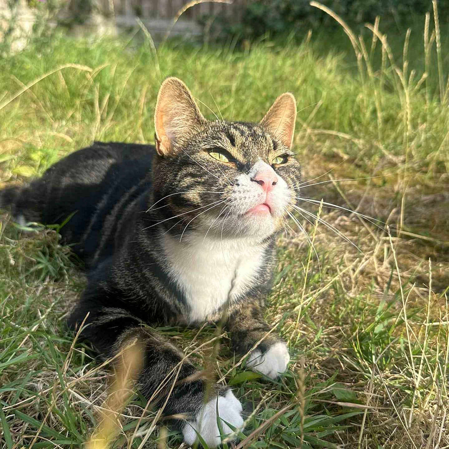 Milo joined the competition — help win amazing prizes! animal, backyard, cat, closeup, daylight, ears, feline, fur, grass, nature, nose, outdoor, paw, pet, relaxed, resting, sunlight, tabby, whiskers, white_paws