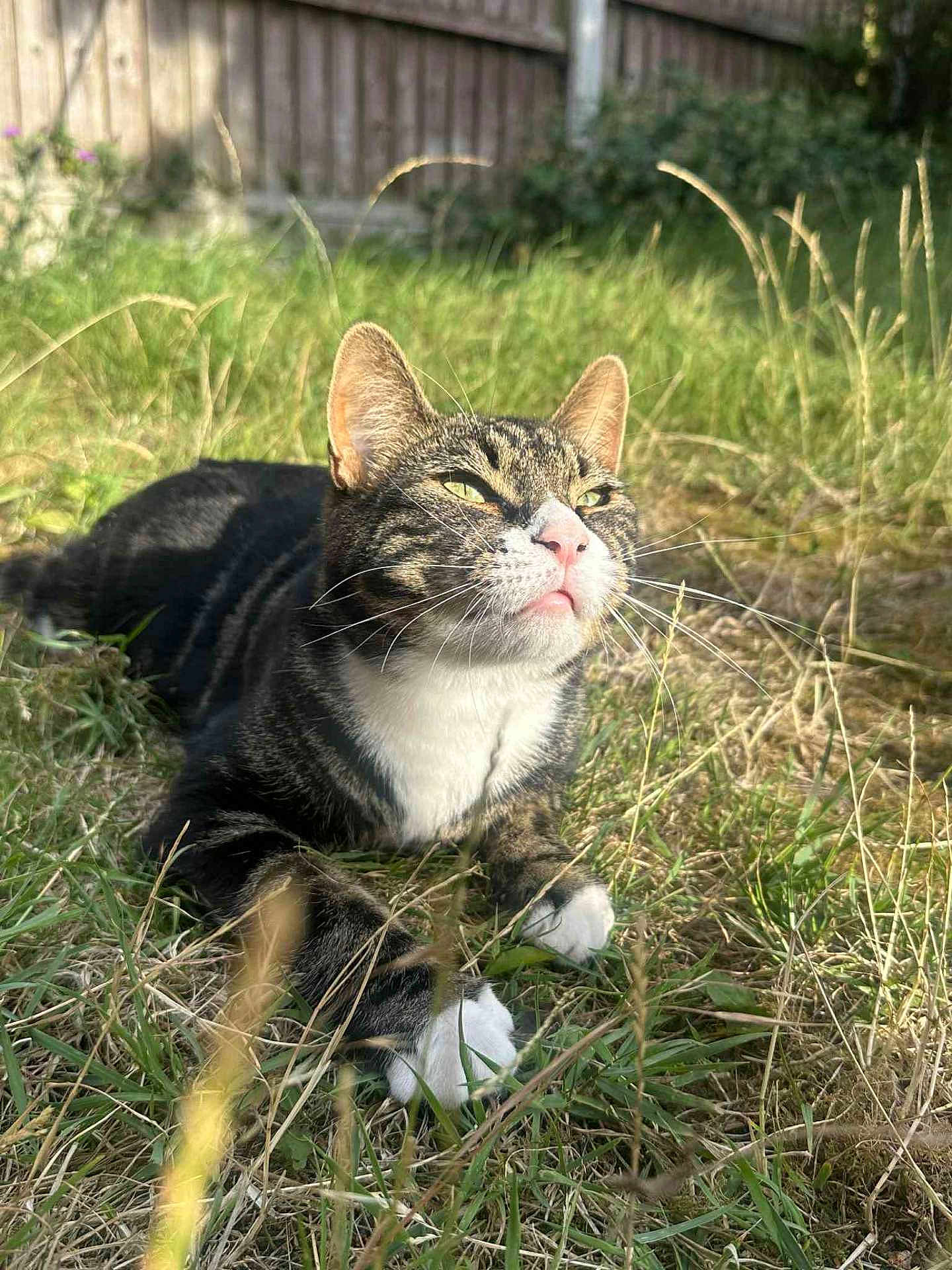 Milo