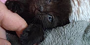 Zeus is registered to the contest to win money with this photo: kitten, black_cat, paw, finger, human_hand, blue_eyes, blanket, soft_texture, cozy, close_up, cute, pet, animal, sleepy, indoor, fur, whiskers, resting, touch, comfort