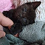 kitten, black_cat, paw, finger, human_hand, blue_eyes, blanket, soft_texture, cozy, close_up, cute, pet, animal, sleepy, indoor, fur, whiskers, resting, touch, comfort
