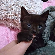 Zeus joined the competition — help win amazing prizes! black_kitten, blue_eyes, paw, finger, blanket, pink_blanket, grey_blanket, soft_texture, cute, pet, animal, indoor, close_up, playful, young, feline, cozy, touch, comfort, hand