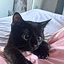 Zeus is registered to the contest to win money with this photo: black_cat, kitten, claws, pink_blanket, bed, indoor, curious, close_up, fur, whiskers, ears, eyes, cute, pet, animal, soft_texture, cozy, resting, feline, young